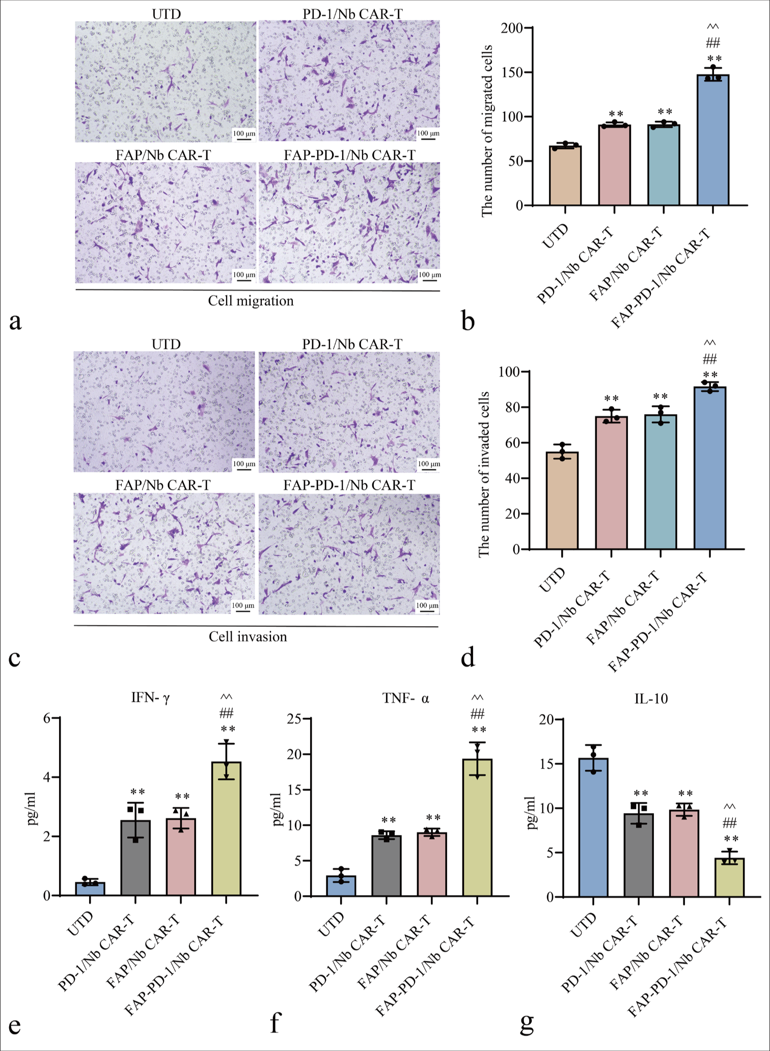 Evaluation of cell migration, invasion capacities, and cytokine in different CAR-T Treatment Groups. (a and b) Transwell migration assay results for different CAR-T cell types. (c and d) Matrigel invasion assay results for different CAR-T cell types. (e-g) ELISA analysis of IFN-γ, TNF-α, and IL-10 levels (✶✶P < 0.01 vs. UTD; ##P < 0.01 vs. PD-1/Nb CAR-T; ^^P < 0.01 vs. FAP/Nb CAR-T). n = 3. CAR-T: Chimeric antigen receptor T cell, ELISA: Enzyme-linked immunosorbent assay, UTD: Untreated, Nb: Nanobody, PD-1: Programmed cell death protein 1, FAP: Fibroblast activation protein, IFN-γ: Interferon-gamma, TNF-α: Tumor necrosis factor-alpha, IL-10: Interleukin-10.