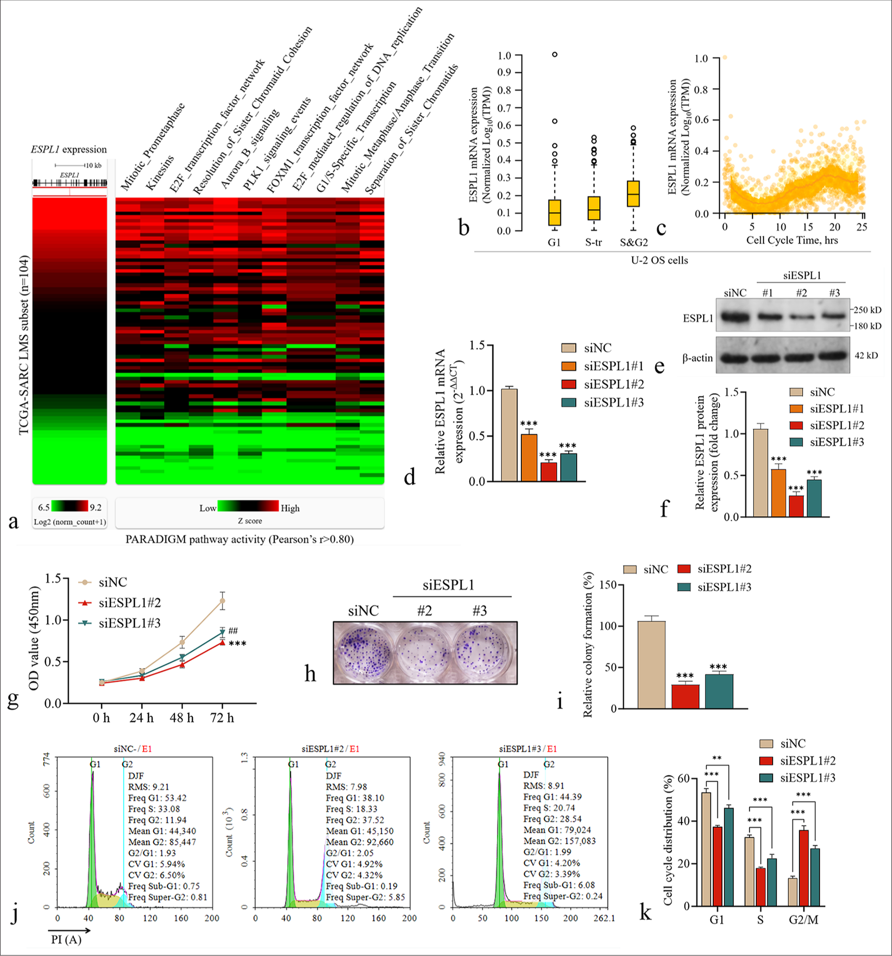 Knockdown of ESPL1 induces G2/M arrest in SK-LMS-1 cells. (a) Heatmap showing ESPL1 expression and the activity of constituent PARADIGM pathways in LMS patients from the TCGA-SARC dataset. The rows represent individual LMS cases (n=104), and the columns represent various biological pathways. Pathways with Pearson’s r > 0.80 are shown. High expression and pathway activity are indicated in red, whereas low expression and pathway activity are indicated in green. (b) Box plot depicting the variation in normalized ESPL1 transcript expression (log2[TPM]) during different phases of the cell cycle (G1, S-tr, and S&G2) in U-2 OS cells. Images were obtained from the HPA: https://www.proteinatlas.org/ENSG00000135476-ESPL1/subcellular#cell_cycle. (c) Scatter plot showing the continuous variation in ESPL1 transcript expression over a 24-h cell cycle period in U-2 OS cells. (d) qRT-PCR validation of ESPL1 knockdown in SK-LMS-1 cells transfected with siNC or siESPL1 (#1, #2, #3). (e and f) ESPL1 protein levels in SK-LMS-1 cells 24 h after transfection with siNC or siESPL1 (#1, #2, #3). (g) 24 h after the transfection of siNC or siESPL1 (#2, #3), the cell viability at the indicated time points was measured and compared. # indicates a comparison between siESPL1#2 and siNC. ✶ indicates a comparison between siESPL1#3 and siNC. (h and i) Effect of ESPL1 knockdown on the clonogenic capacity of SK-LMS-1 cells. Representative images (h) of crystal violet-stained colonies and quantification (i) of relative colony formation are shown. (j) Cell cycle distribution of SK-LMS-1 cells transfected with siNC or siESPL1 (#2 and #3). PI staining was used to quantify the cell cycle phases. (k) Quantification of the cell cycle distribution from the flow cytometry data. The data are shown as means ± SD from three independent experiments. ✶✶ and ##P<0.01, ✶✶✶P<0.001. ESPL1: Extra spindle pole bodies like 1, LMS: Leiomyosarcoma, OS: Overall survival, TCGA-SARC: The Cancer Genome atlas sarcoma, qRT-PCR: Quantitative real-time polymerase chain reaction, HPA: Human protein atlas, PLK1: Polo-like kinase 1, FOXM1: Forkhead Box M1, TPM: Transcripts per million., DJF: Doublet-J discriminant function, RMS: Root mean square, si-NC: Small interfering RNA-negative control, OD: Optical density.