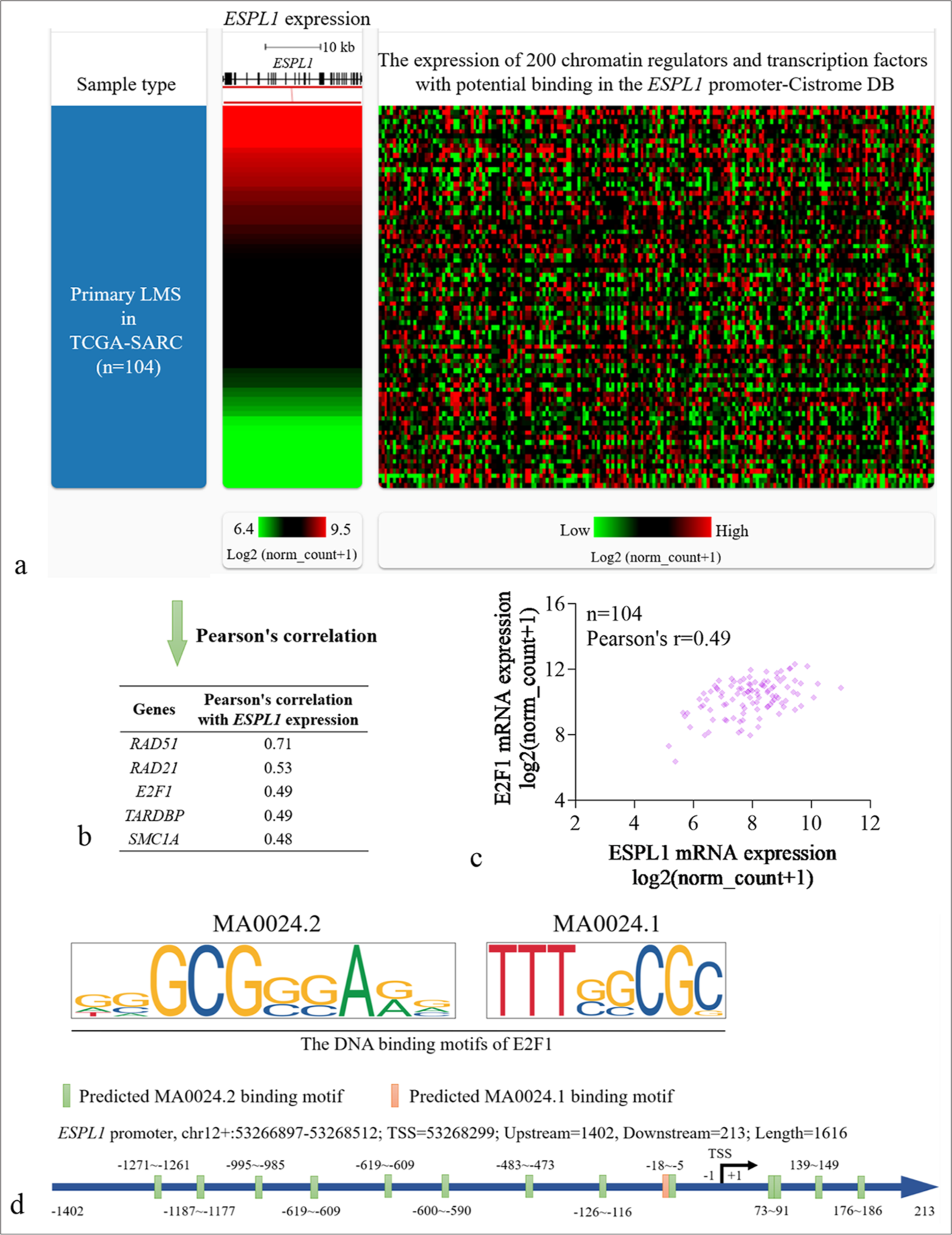 Bioinformatics analysis identified E2F1 as a transcription factor with potential regulatory effects on ESPL1 expression in LMS. (a) Heatmap showing the expression correlation of ESPL1 (left) and 200 chromatin regulators and transcription factors with potential binding to the ESPL1 promoter (right) (within 1 kb of the TSS site) in primary LMS cases from the TCGA-SARC dataset (n=104). (b) Table listing the top transcription factors and chromatin regulators with significant Pearson correlation coefficients with ESPL1 expression in LMS patients. (c) Scatter plot depicting the correlation between ESPL1 and E2F1 expression in LMS patients, with a Pearson correlation coefficient of 0.49 (n=104). (d) Visualization of E2F1 binding motifs (MA0024.2 and MA0024.1) predicted in the ESPL1 promoter region. Binding motifs are indicated with green and pink bars showing the predicted locations of the MA0024.2 and MA0024.1 binding sites, respectively. ESPL1: Extra spindle pole bodies like 1, LMS: Leiomyosarcoma, TCGA-SARC: The cancer genome atlas sarcoma, TSS: Transcription start site.