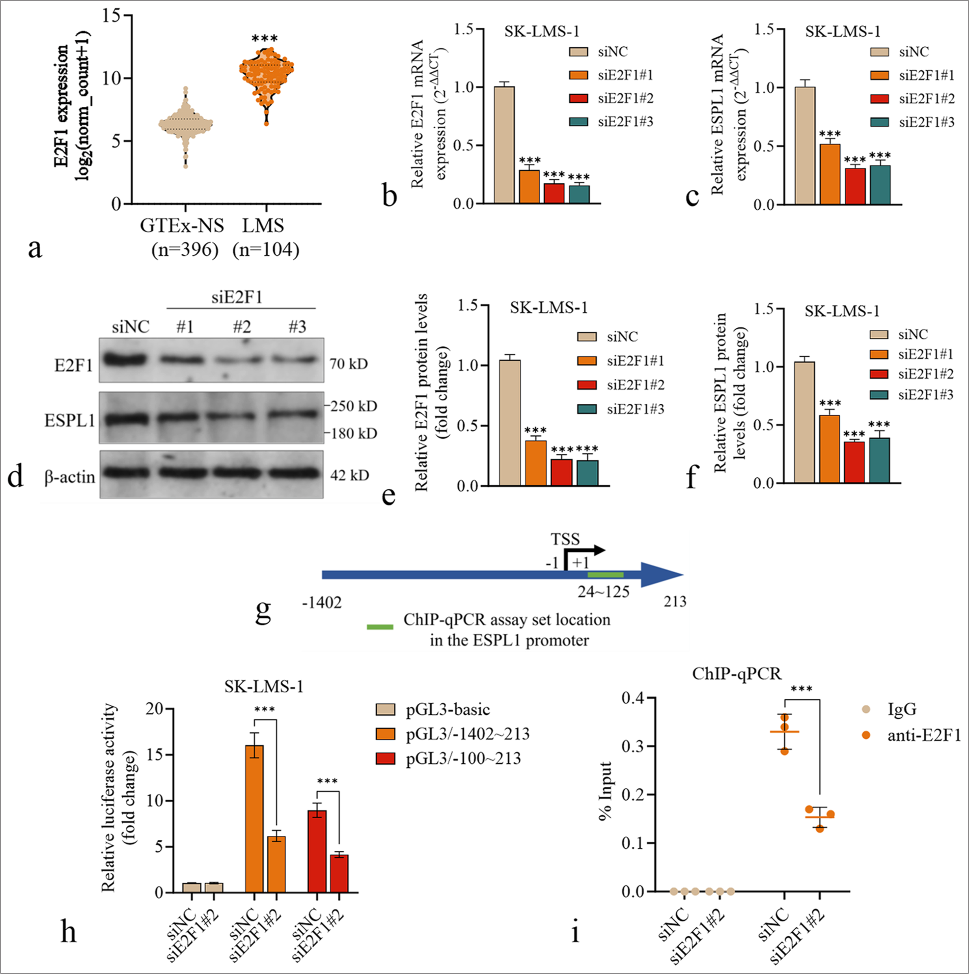 Validation of the effects of E2F1 transcriptional activation on the ESPL1 promoter in LMS. (a) Violin plot comparing ESPL1 expression between normal muscle tissues from the GTEx dataset (GTEx-NS, n=396) and primary LMS tissues from the TCGA-SARC dataset (n=104). (b and c) The relative mRNA expression of E2F1 (b) and ESPL1 (c) in SK-LMS-1 cells 24 h after transfection with siNC or siE2F1 (#1, #2, #3). (d-f) Western blotting images (d) and quantification (e and f) of E2F1 and ESPL1 protein levels in SK-LMS-1 cells 24 h after transfection with siNC or siE2F1 (#1, #2, #3). (g) A schematic diagram illustrating the ESPL1 promoter region and the location of the targeting region in the ChIP-qPCR assay. (h) Luciferase reporter assay to measure the transcriptional activity of the ESPL1 promoter in SK-LMS-1 cells. The cells were cotransfected with siNC or siE2F1 (#2) and luciferase reporter constructs containing either the full ESPL1 promoter region (−1402 to +213) or the truncated promoter region (−100 to +213). The data are presented as the fold change in relative luciferase activity normalized to that of siNC. (i) ChIP-qPCR analysis of E2F1 binding to the ESPL1 promoter in SK-LMS-1 cells with or without E2F1 knockdown. IgG was used as a negative control. The enrichment of E2F1 binding is shown as the % input. ✶✶✶P<0.001. ESPL1: Extra spindle pole bodies like 1, ChIP: Chromatin Immunoprecipitation, GTEx: Genotype-tissue expression, LMS: Leiomyosarcoma, OS: Overall survival, IgG: Immunoglobulin G, qPCR: Quantitative polymerase chain reaction.