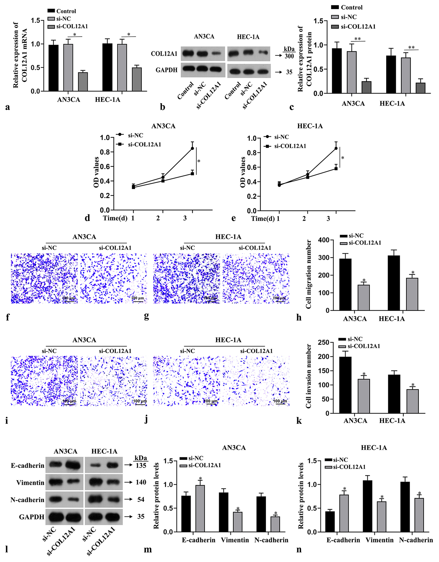 Suppression of the effects of invasion, migration, and EMT in EC cells by knockdown of COL12A1. (a-c) Assessment of the transfection efficiency of COL12A1 by RT-qPCR and Western blot. (d and e) CCK-8 assay evaluation of the viability of EC cells. (f-h) Cell migration assay detection of the migratory capacity of EC cells (Magnification 40×). (i-k) Transwell assay measurement of the invasion capabilities of EC cells (Magnification 40×). (l-n) Western blot analysis of the protein expression levels of N-cadherin, Vimentin, and E-cadherin in EC cells. ✶P < 0.05 compared with si-NC group. Scale bar = 100 μm. Statistical analysis of significance using one-way ANOVA or Student’s t-test. COL12A1: Collagen type XII alpha 1 chain, EMT: Epithelial-mesenchymal transformation, EC: Endometrial cancer, ANOVA: Analysis of variance, RT-qPCR: Quantitative real-time polymerase chain reaction.