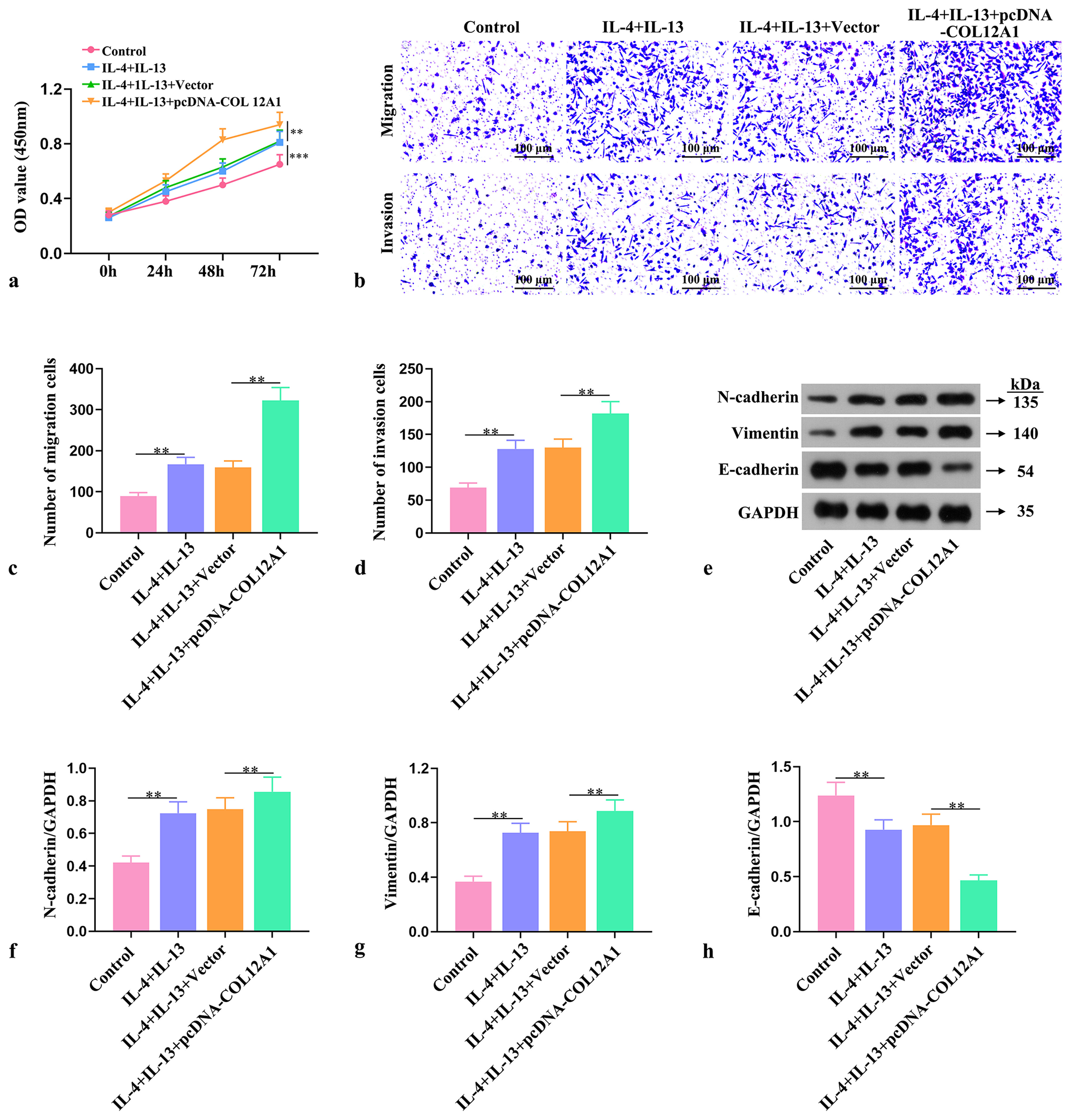 Effect of COL12A1 on EC cell invasion, cell migration, and EMT by inducing macrophage M2 polarization. (a) Assessment of EC cell viability through CCK-8 assay. (b-d) Evaluation of the invasive and migratory abilities of EC cells by Transwell assay (Magnification 40×). (e-h) Western blot analysis of the protein expression levels of N-cadherin, Vimentin, and E-cadherin in EC cells. ✶✶P < 0.01 and ✶✶✶P < 0.001. Scale bar = 100 μm. OD: Optical density. Statistical analysis of significance using one-way ANOVA. COL12A1: Collagen type XII alpha 1 chain, EMT: Epithelial-mesenchymal transformation, EC: Endometrial cancer, ANOVA: Analysis of variance.