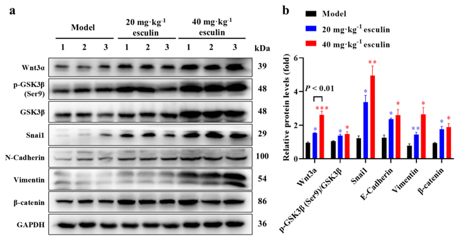 Esculin promotes skin wound healing in mice and regulates the Wnt/β ...