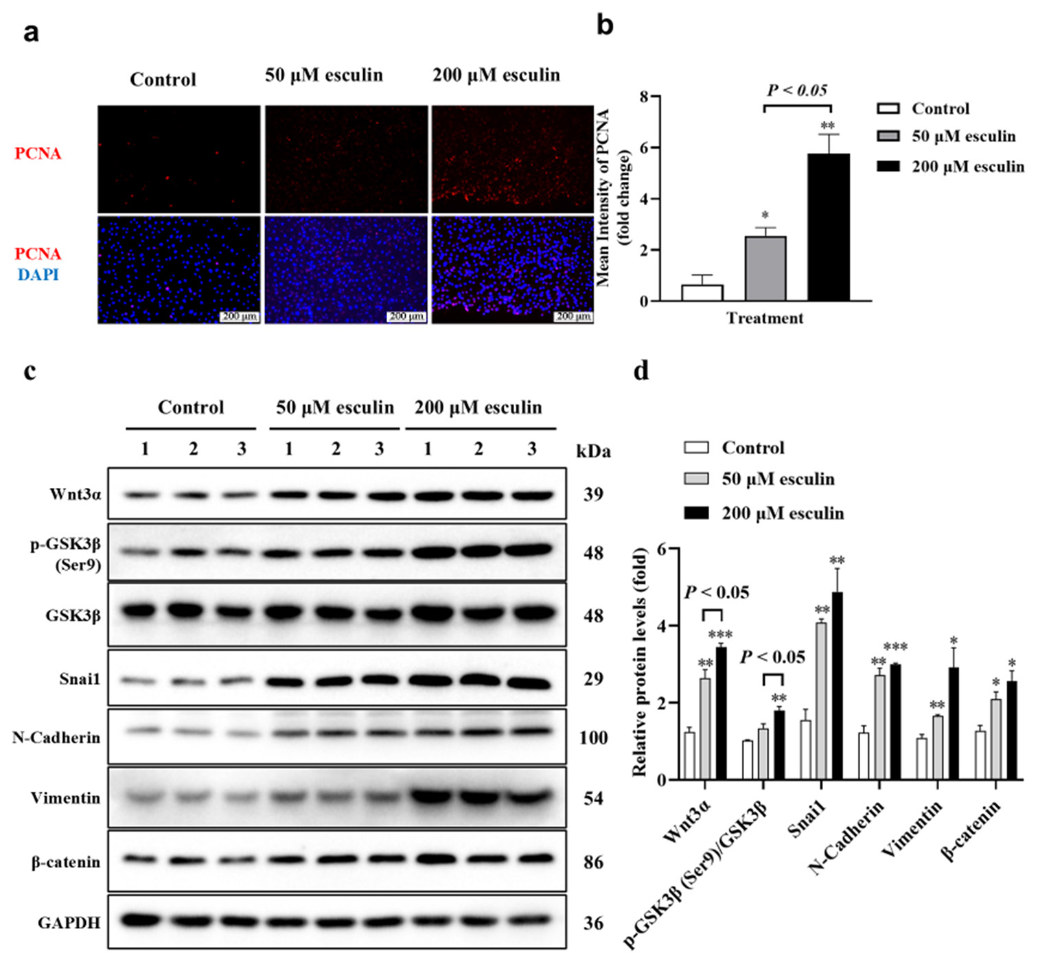 Esculin promotes skin wound healing in mice and regulates the Wnt/β ...