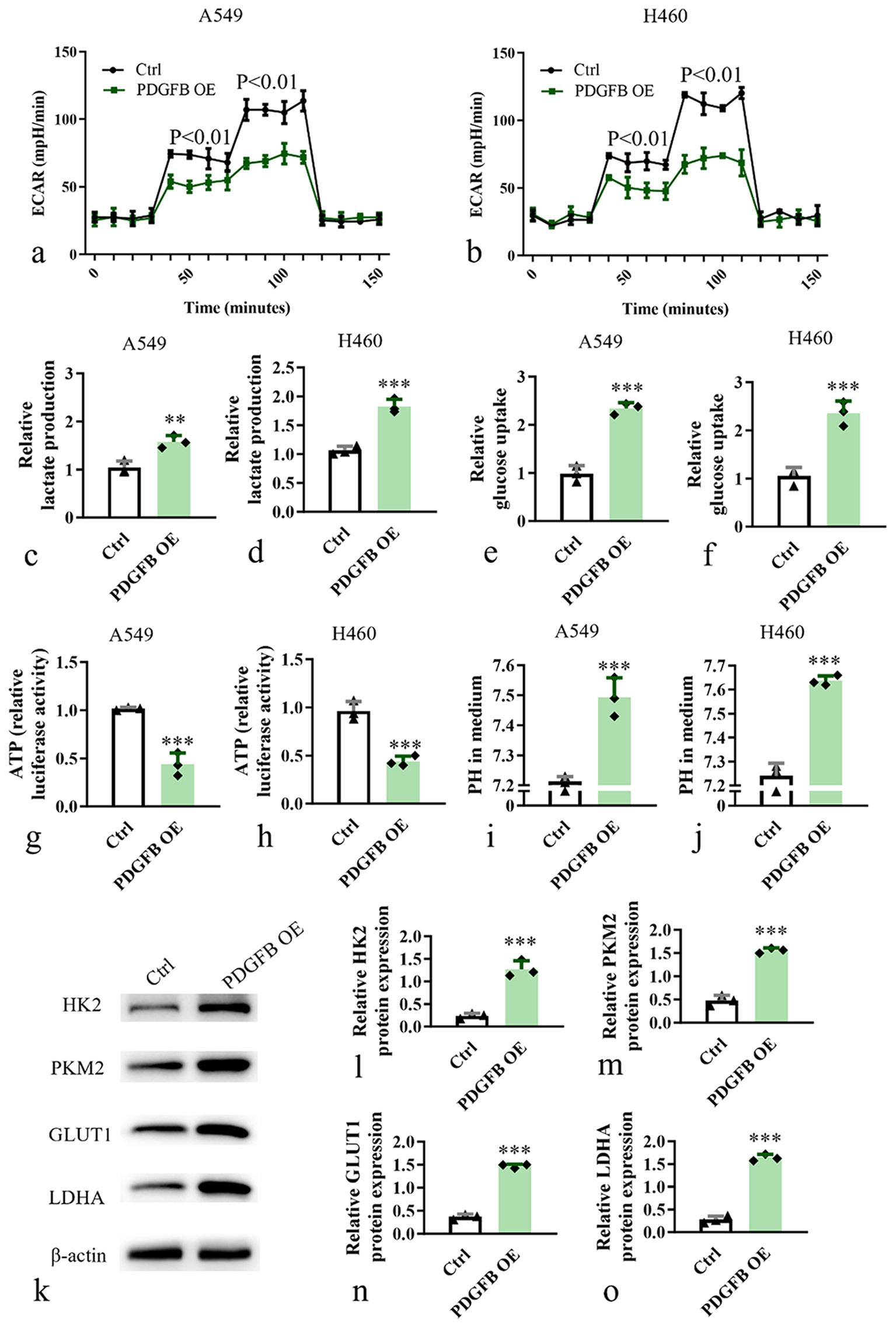 Platelet-derived growth factor subunit B overexpression promotes lung ...