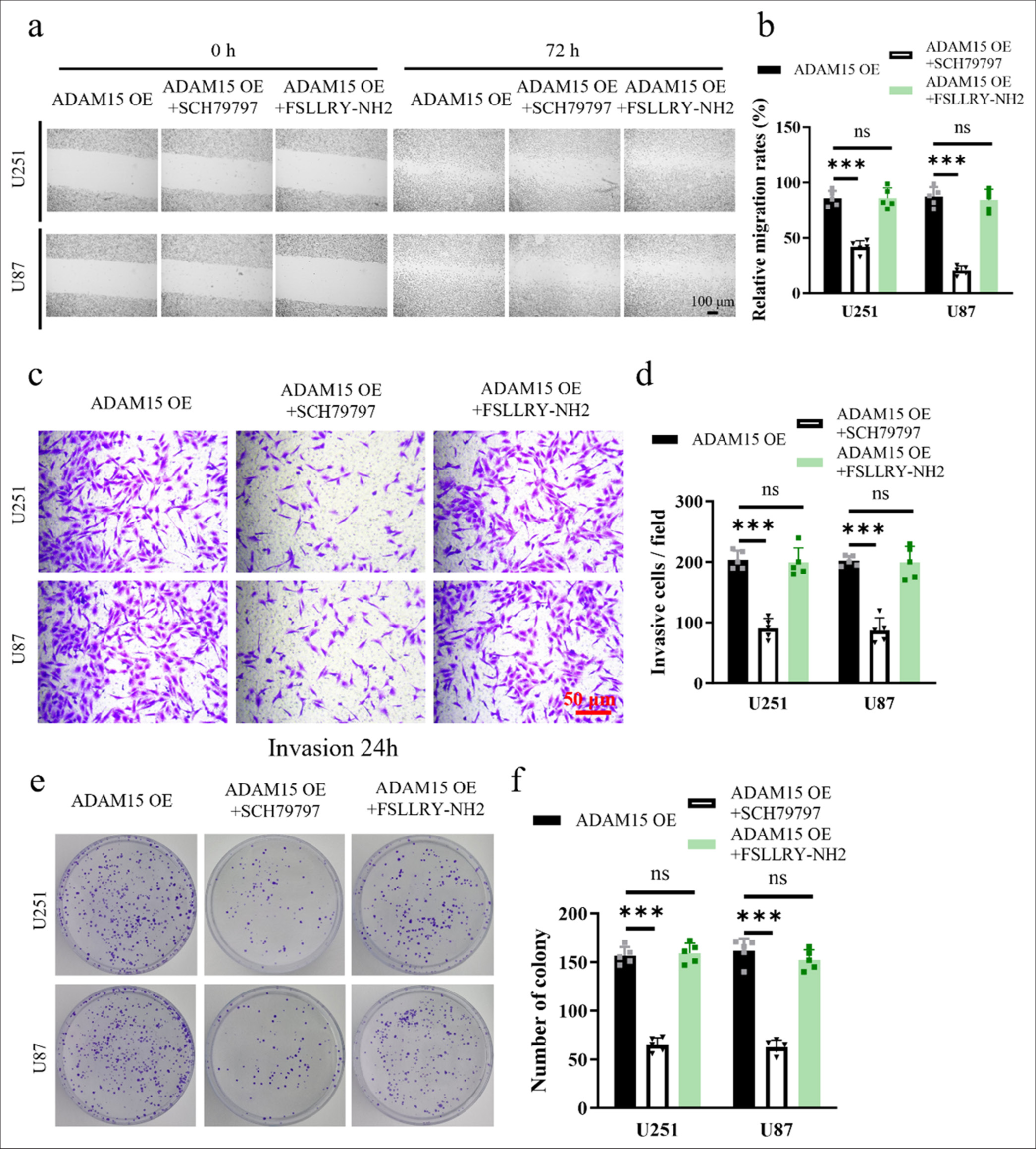 Inhibition of ADAM15-induced proliferation, migration, and invasion by PAR-1 antagonist treatment. (a) Evaluation by scratch assay after PAR-1 antagonist SCH79797 or PAR-2 antagonist FSLLRY-NH2 treatment. Scale bar = 100 μm. Objective: 100×. (b) Relative migration rate for scratch assay after PAR-1 antagonist SCH79797 or PAR-2 antagonist FSLLRY-NH2 treatment. (c) Evaluation by transwell assay with Matrigel invasion for 72 h. Scale bar = 50 μm. Objective: 200×. (d) Relative invasion rate for transwell assay after PAR-1 antagonist SCH79797 or PAR-2 antagonist FSLLRY-NH2 treatment. (e) Clonogenic assay in U251 and U87. (f) Measurement of colony number after PAR-1 antagonist SCH79797 or PAR-2 antagonist FSLLRY-NH2 treatment. n = 5 independent replicates. ns: No significant, ✶✶✶P < 0.001. ADAM15: A disintegrin-like and metalloproteinase 15, PAR1: Protease-activated receptor 1.