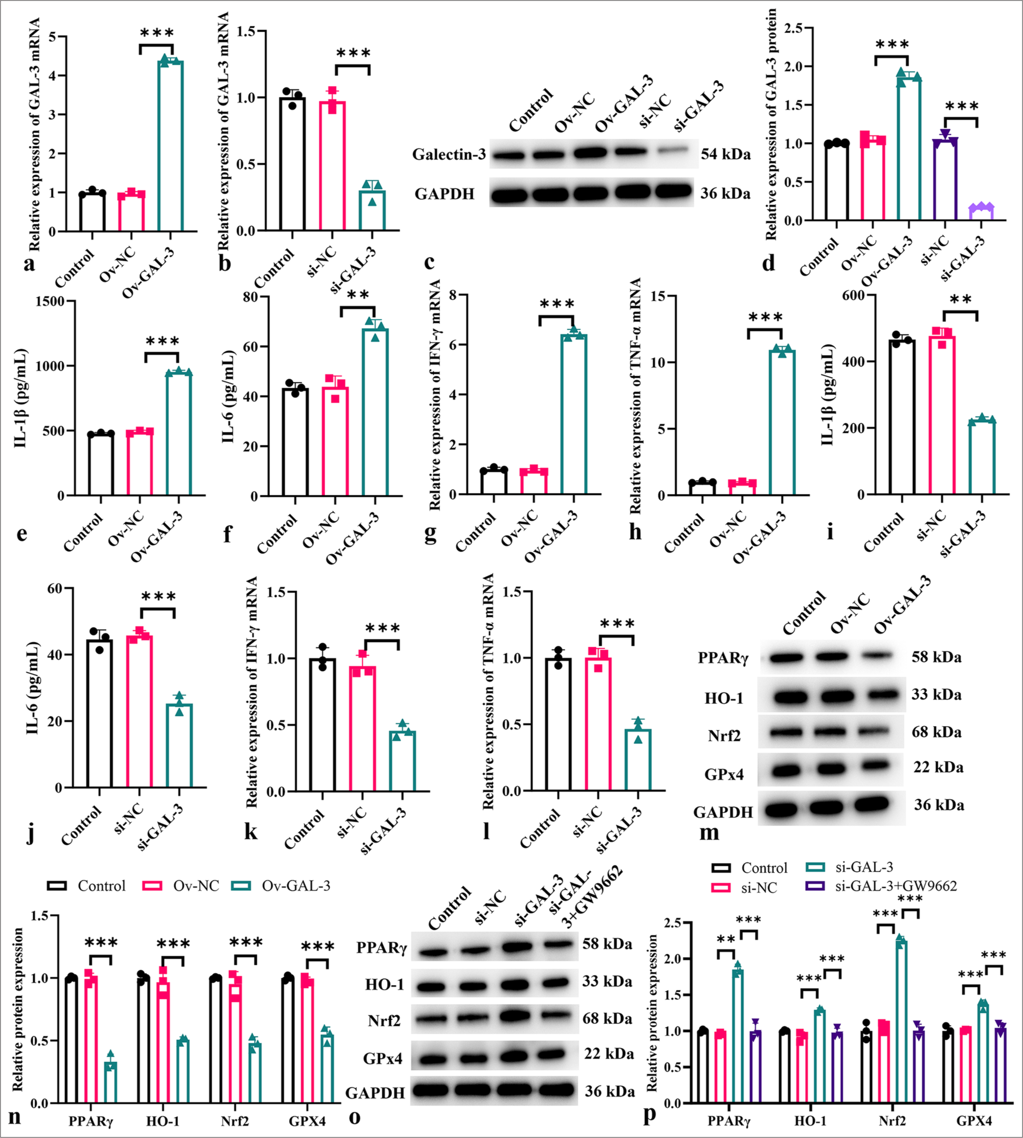 Modulatory role of galectin-3 on inflammation in an in vitro myocardial I-R model. (a) Measurement of galectin-3 mRNA levels after transfection with the galectin-3 overexpression plasmid. (b) Measurement of galectin-3 mRNA levels after si-galectin-3 transfection. (c and d) Measurement of galectin-3 protein levels after transfection with the galectin-3 overexpression plasmid or si-galectin-3 transfection. (e-h) Levels of IL-1b (e), IL-6 (f), IFN-g (g), and TNF-a (h) after galectin-3 overexpression. (i-l) Levels of IL-1b (i), IL-6 (j), IFN-g (k), and TNF-a (l) after galectin-3 knockdown. (m-p) Protein expression levels of PPARg, HO-1, Nrf2, and GPx4 measured in different treatment groups. (n = 3, ✶✶P < 0.01, ✶✶✶P < 0.001). I-R: Ischemia-reperfusion, mRNA: Messenger RNA, IL: Interleukin, TNF-a: Tumor necrosis factor alpha, IFN-g: Interferon gamma, PPARg: Peroxisome proliferator-activated receptor g, HO-1: Heme oxygenase-1, Nrf2; Nuclear factor erythroid 2-related factor 2, GPx4: Glutathione peroxidase 4.