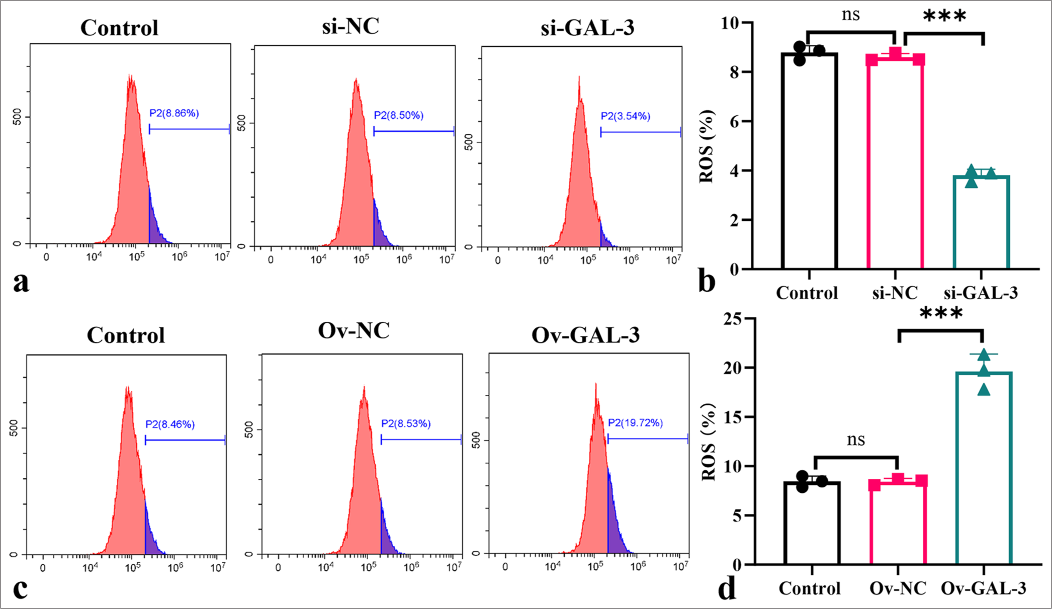 Galectin-3 promotes ROS production in the myocardial I-R cells. (a-d) Flow cytometry was used in determining ROS levels in the myocardial I-R cells after silencing (a and b) or overexpressing galectin-3 (c and d). (n = 3, ns: no significant difference, ✶✶✶P < 0.001). I-R: Ischemia-reperfusion.