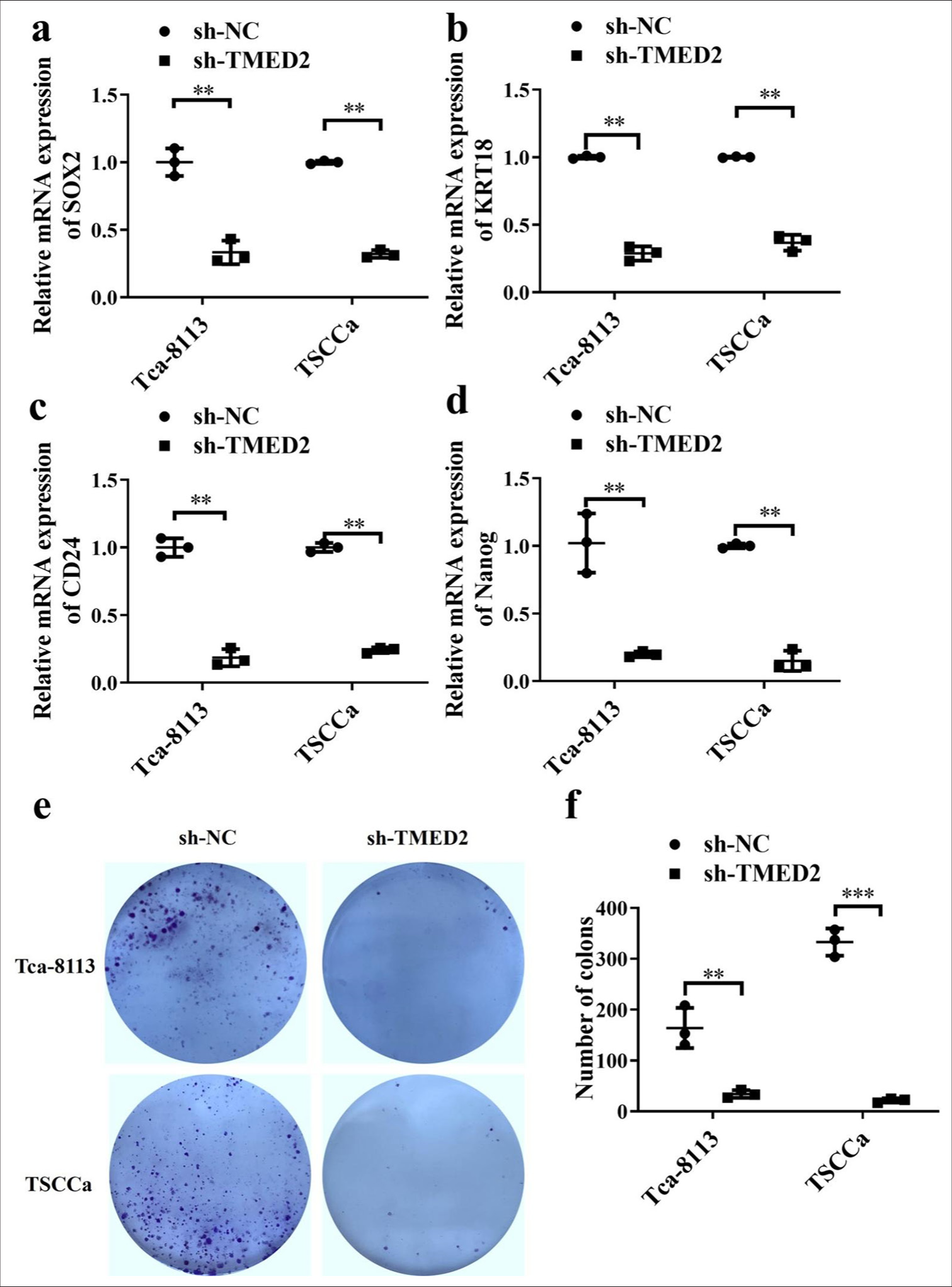 TMED2 promotes CSC-like characteristics in OC. (a-d) Changes in SOX2, KRT18, CD24, and Nanog in OC cells. (e and f) Changes in clonogenic capacity in OC cells. n = 3, ✶✶P < 0.01, ✶✶✶P < 0.001. CSC: Cancer stem cell, SOX2: SRY-box transcription factor 2, KRT18: Keratin 18.