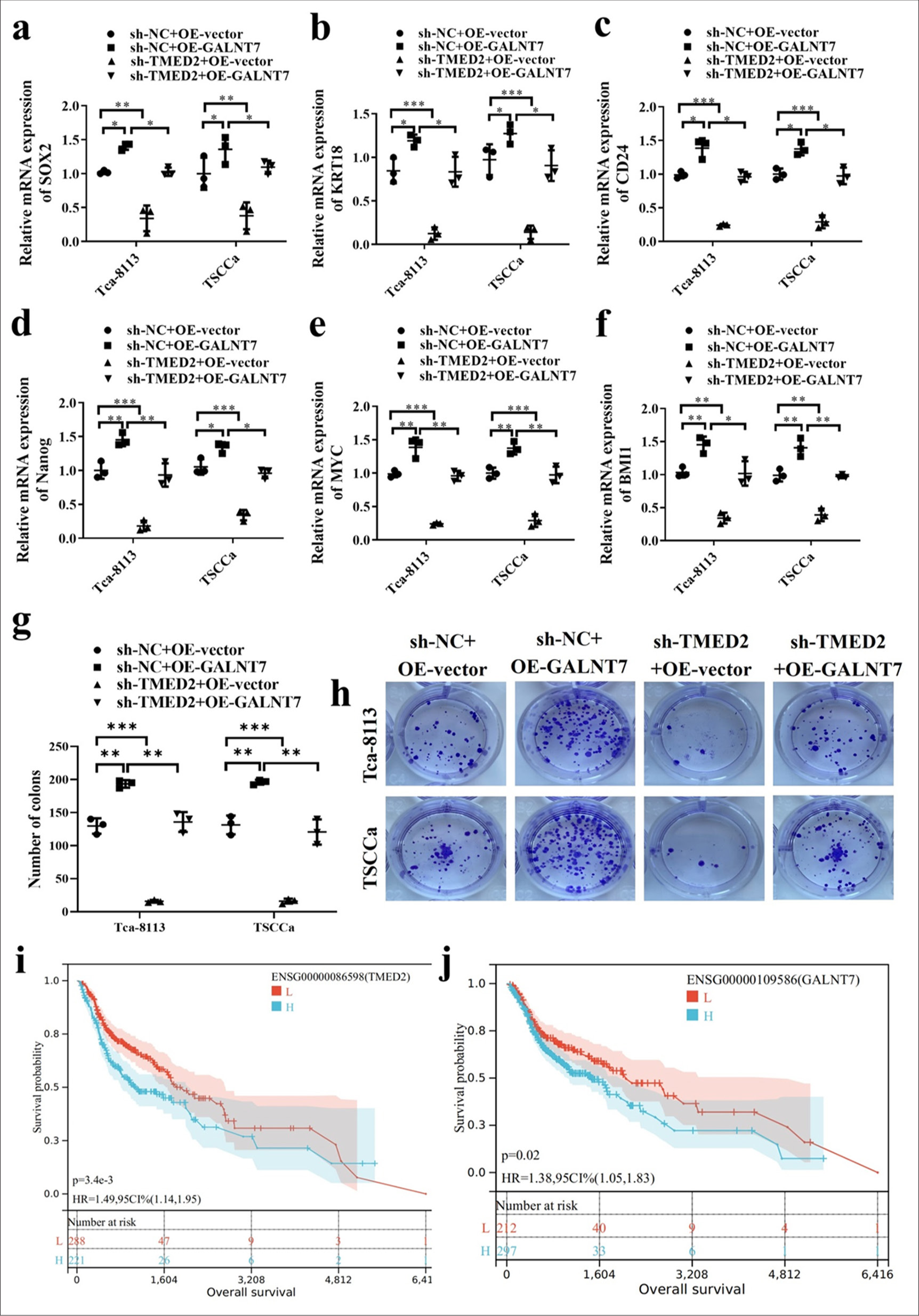 TMED2 regulates CSC-like characteristics through GALNT7. (a-f) Changes in stem cell markers SOX2, OCT4, CD24, Nanog, MYC, and BMI1 in OC cells. (g and h) Soft agar colony formation assay in OC cells. (i and j) Survival curves of TMED2 and GALNT7. n = 3, ✶P < 0.05, ✶✶P < 0.01, ✶✶✶P < 0.001. MYC: myelocytomatosis oncogene, BMI1: B-cell-specific Moloney murine leukemia virus insertion site 1.