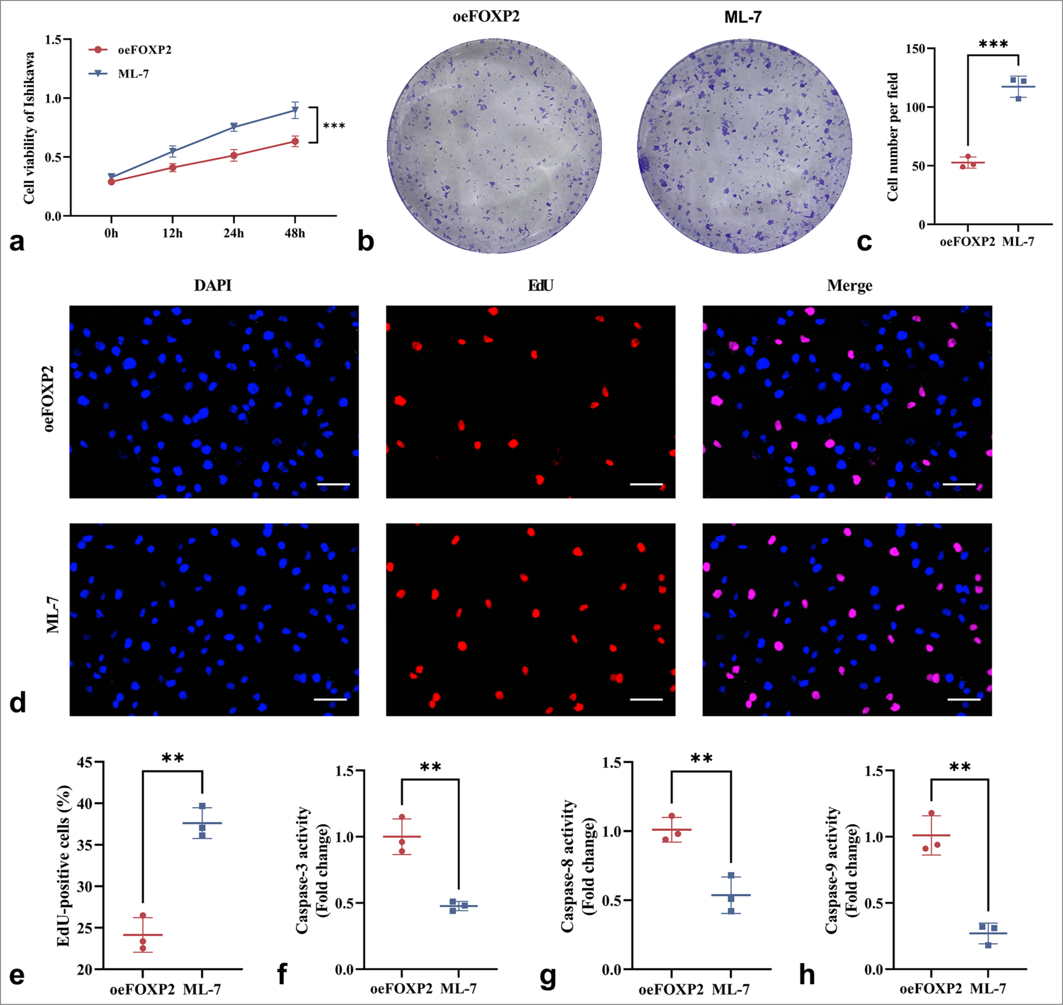 ML-7 enhances the cell activity of EC cells. (a) CCK-8 assay showing increased proliferation of oeFOXP2 cells following ML-7 treatment. (b and c) Colony formation assay demonstrating a higher number of colonies in the ML-7-treated group. (d and e) EdU assay revealing an increased proportion of EdU-positive cells upon ML-7 treatment. (f-h) The activities of caspase-3, caspase-8, and caspase-9. Scale bars: 25 μm (×400 magnification). The experiments were carried out in sets of three, with the outcomes reported as the mean (n = 3). ✶✶P < 0.01, ✶✶✶P < 0.001. EC: Endometrial cancer, FOXP2: Forkhead box protein P2, ML-7: MYLK-specific inhibitor, oeFOXP2: Overexpression FOXP2, EdU: 5-Ethynyl-2’-deoxyuridine, DAPI: 4’,6-Diamidino-2’-phenylindole, caspase: Cysteinyl aspartate specific proteinase, CCK-8: Cell counting kit-8.