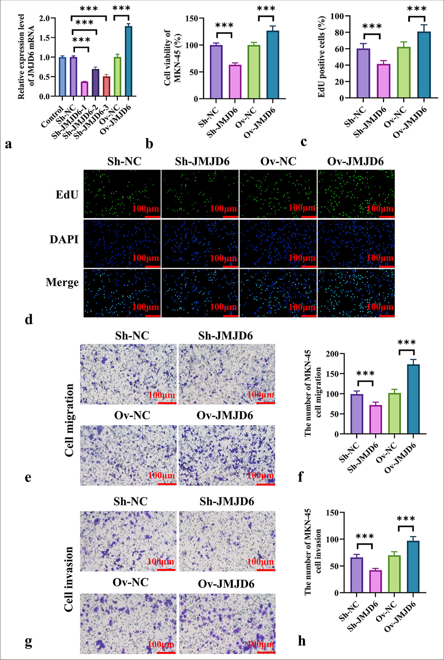 JMJD6 promotes the proliferation, migration, and invasion of GC cells. (a) qRT-PCR validation of expression efficiency after JMJD6 knockdown and overexpression. (b) CCK-8 assay was used to assess the proliferation ability of MKN-45 cells after JMJD6 knockdown or overexpression. (c and d) EdU staining analysis of the number of EdU-positive cells following JMJD6 knockdown or overexpression. (e and f) Transwell assay was conducted to measure the migration capability of MKN-45 cells with different levels of JMJD6 expression. (g and h) Transwell assay was performed to assess the invasion ability of MKN-45 cells with different levels of JMJD6 expression. n = 6. ✶✶✶P < 0.001. JMJD6: Jumonji domain–containing protein 6, MKN-45: GC cell line, EdU: 5-ethynyl-2'-deoxyuridine, Sh-NC: ShRNA-negative control, ShJMJD6: ShRNA-JMJD6, Ov-NC: Overexpression-negative control, Ov-JMJD6: OverexpressionJMJD6, qRT-PCR: Quantitative reverse transcription polymerase chain reaction, CCK-8: Cell counting kit-8, GC: Gastric cancer, DAPI: 4’,6-diamidino-2-phenylindole