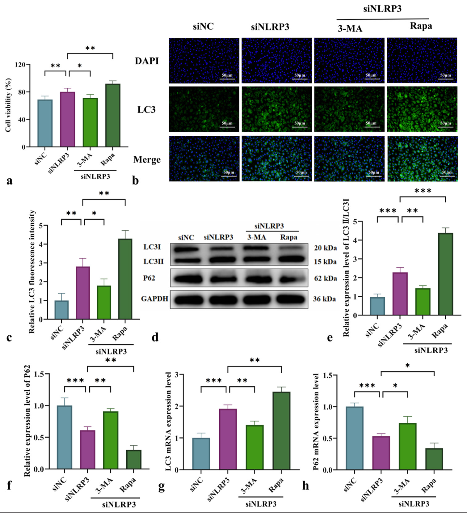 Impact of NLRP3 silencing combined with mitochondrial autophagy regulation on the cell viability and autophagy levels of L-NAME-treated HUVECs. (a) Effects of L-NAME on the 24-h survival rate of HUVECs in different groups. (b) Immunofluorescence analysis of LC3II/LC3I expression in HUVECs from various groups (at ×200 magnification, scale bar: 50 µm). (c) LC3 immunofluorescence quantification graph. (d) WB for the detection of LC3II/LC3I and P62 protein levels. (e and f) Quantitative analysis of the content of autophagy-related proteins LC3II/LC3I and P62. (g and h) qRT-PCR for the detection of LC3 and P62 messenger levels. n = 3, Data are shown as means ± SD. (✶P < 0.05, ✶✶P < 0.01, ✶✶✶P < 0.001, vs. siNLRP3, NS indicates no significance). NLRP3: Nucleotide-binding oligomerization domain-like receptor protein 3, L-NAME: Nω-Nitro-L-arginine methyl ester, HUVECs: Human umbilical vein endothelial cells, 3-MA: 3-Methyladenine, Rapa: Rapamycin, LC3: Microtubule-associated protein 1 light chain 3, DAPI: 4',6-diamidino-2-phenylindole, LC3II: Microtubule-associated protein 1 light chain 3 type II, GAPDH: Glyceraldehyde 3-phosphate dehydrogenase, LC3I: Microtubule-associated protein 1 light chain 3 type I, P62: Sequestosome 1, WB: Western blot, qRTPCR: Quantitative real-time polymerase chain reaction, SD: Standard deviation.