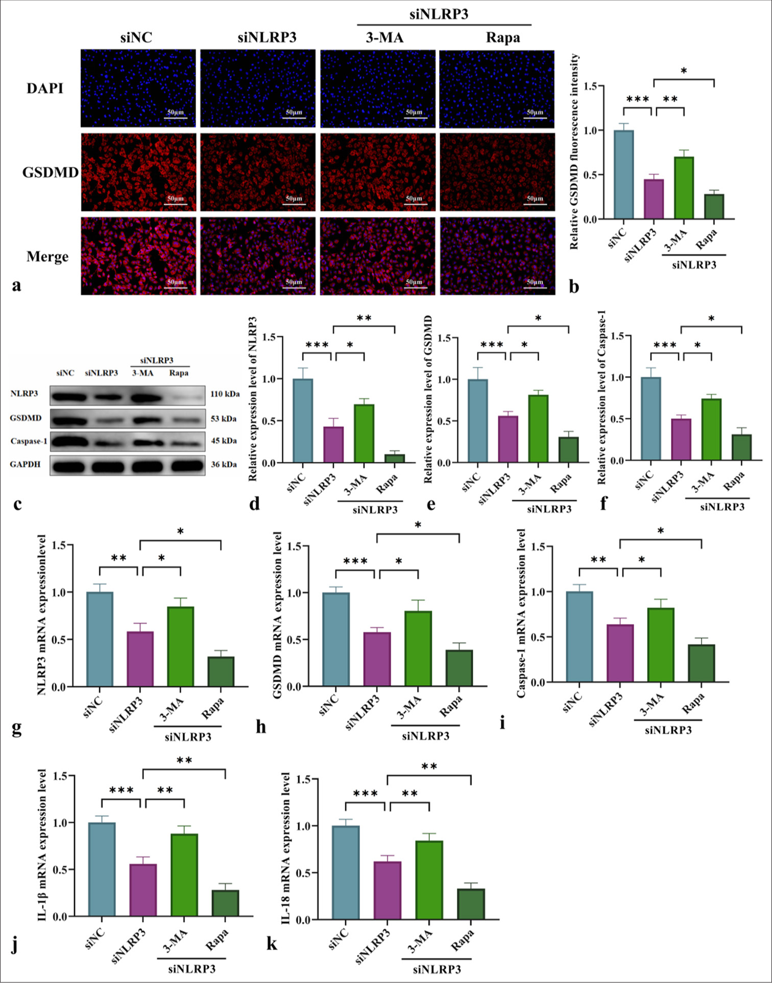 Exploration of the mechanism of NLRP3 silencing combined with mitochondrial autophagy regulation in pyroptosis and inflammatory cytokine release. (a) Immunofluorescence analysis of GSDMD expression in HUVECs from various groups (at ×200 magnification, scale bar: 50 µm). (b) GSDMD immunofluorescence quantification graph. (c) WB for the detection of NLRP3, GSDMD, and caspase-1 protein levels. (d-f) Quantitative analysis of the content of pyroptosis-related proteins NLRP3, GSDMD, and caspase-1. (g-k) qRT-PCR for the detection of NLRP3, GSDMD, Caspase-1, IL-1β, and IL-18 messenger RNA levels. n = 3, Data are shown as the means ± SD. (✶P < 0.05, ✶✶P < 0.01, ✶✶✶P < 0.001, vs. siNLRP3, NS indicates no significance). 3-MA: 3-Methyladenine, Rapa: Rapamycin, DAPI: 4',6-diamidino-2-phenylindole, NLRP3: Nucleotide-binding oligomerization domain-like receptor protein 3, GSDMD: Gasdermin-D, HUVECs: Human umbilical vein endothelial cells, Caspase-1: Cysteine-aspartic acid protease-1, IL-1β: Interleukin-1β, IL-18: Interleukin-18, WB: Western blot, qRT-PCR: Quantitative real-time polymerase chain reaction, SD: Standard deviation.