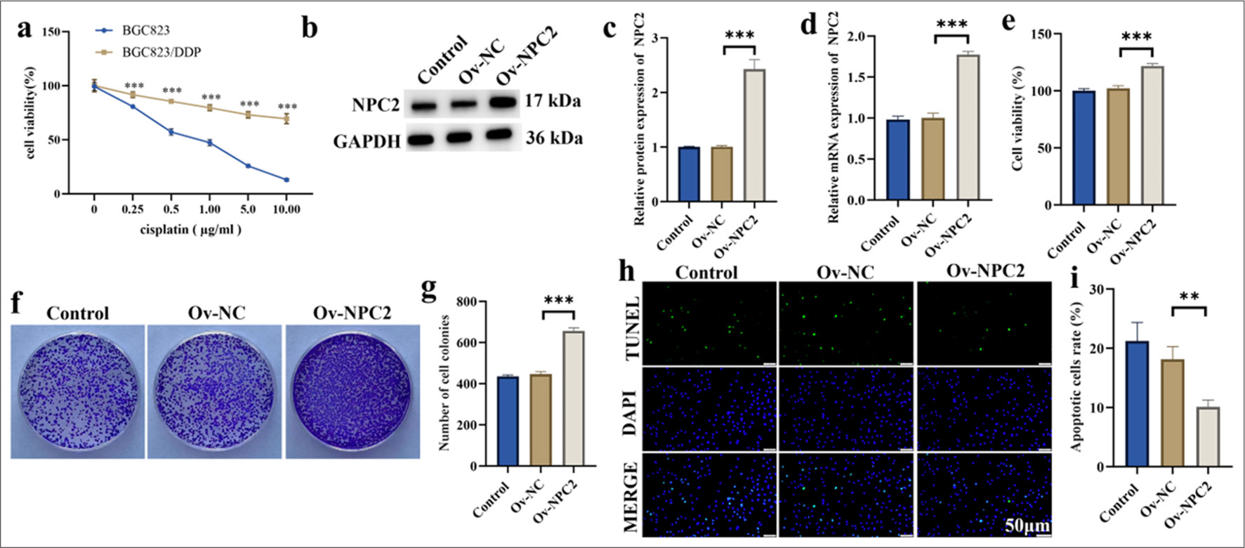 NPC2 overexpression promotes the growth of DDP-resistant cells. (a) Cell viability was assessed using the MTT assay. (b and c) The efficiency of NPC2 overexpression was validated by Western blotting. (d) The efficiency of NPC2 overexpression was validated by qRT-PCR. (e) Cell viability was assessed. (f and g). Cell colony formation. (h and i) Cell apoptosis was measured by TUNEL assay. (n = 3). (✶✶P < 0.01, ✶✶✶P < 0.001). NPC2: NPC intracellular cholesterol transporter 2, Ov-NC: Overexpression negative control, Ov-NPC2: Overexpression NPC intracellular cholesterol transporter 2, TUNEL: Terminal deoxynucleotidyl transferase dUTP nick end labeling, DAPI: 4',6-diamidino-2-phenylindole, MTT: 3-(4,5-dimethylthiazol2-yl)-2.5-diphenyl-2-tetrazolium bromide, qRT-PCR: Quantitative real-time polymerase chain reaction, DDP: Cisplatin.