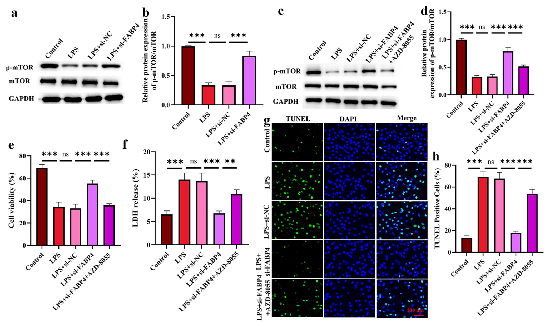 Silencing FABP4 inhibits H9c2 apoptosis through mTOR signaling. (a-d) mTOR signaling pathway expression. (e) H9c2 cell viability. (f) LDH levels in H9c2 cells. (g and h) Apoptosis was determined by TUNEL staining. n = 3, ns: No statistical significance, ✶✶P < 0.01, ✶✶✶P < 0.001. mTOR: Mammalian target of rapamycin, FABP4: Fatty acid-binding protein 4, LDH: Layered double hydroxides, TUNEL: Terminal deoxynucleotidyl transferase-mediated dUTP nick end labeling.