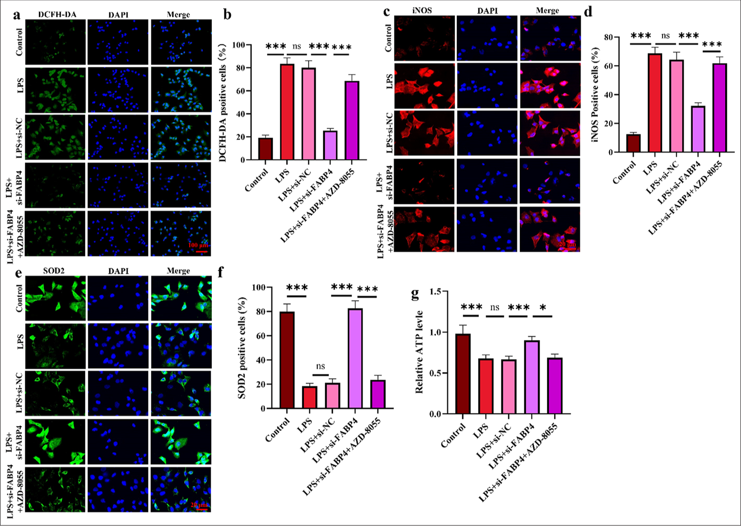 Silencing FABP4 increases H9c2 antioxidant activity through mTOR signaling. (a and b) ROS levels were analyzed through DCHF–DA staining. (c-f) Immunofluorescence staining and quantification results of iNOS and SOD2. (g) ATP level in H9c2 cells. n = 3, ns: No statistical significance, ✶P < 0.05, ✶✶✶P < 0.001. FABP4: Fatty acid-binding protein 4, ROS: Reactive oxygen species, mTOR: Mammalian target of rapamycin, DCFH-DA: 2’,7’-Dichlorodihydrofluorescein diacetate, iNOS: Inducible nitric oxide synthase, SOD2: Superoxide dismutase 2, ATP: Adenosine triphosphate.