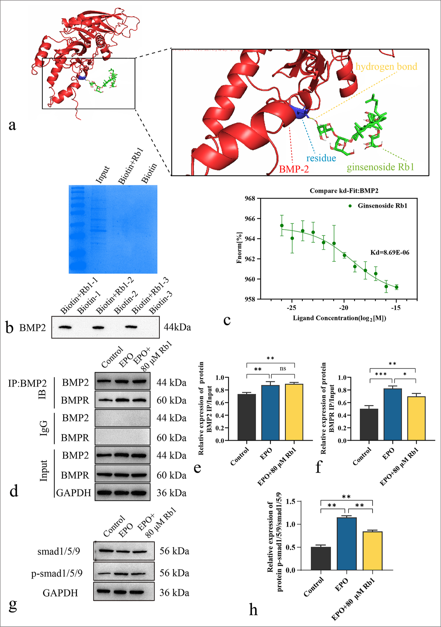 Rb1 blockage of the binding of BMP2 to BMPR after targeting BMP2 for binding. (a) Molecular docking of Rb1 with BMP2 protein. (b) Biotin traction assay of the binding of Rb1 to BMP2. (c) MST assay of the binding of Rb1 to BMP2. (d) Co-IP quantification of BMP2 binding to BMPR in VSMC. (e and f) Gray value statistics of BMP2 and BMPR (IP/Input). (g) WB detection of the protein expression levels of Smad1/5/9 and p-Smad1/5/9 in VSMC. (h) Gray value statistics of Smad1/5/9 and p-Smad1/5/9. n = 3. Data are expressed as mean ± standard deviation. ✶P < 0.05, ✶✶P < 0.01, ✶✶✶P < 0.001, and ns denotes no statistical significance. Rb1: Ginsenoside Rb1, EPO: Erythropoietin, BMP2: Bone morphogenetic protein 2, MST: Microscale Thermophoresis, Co-IP: Co-immunoprecipitation, BMPR: Bone morphogenetic protein receptor, VSMC: Vascular smooth muscle cell, WB: Western blot, GAPDH: Glyceraldehyde-3-phosphate dehydrogenase.