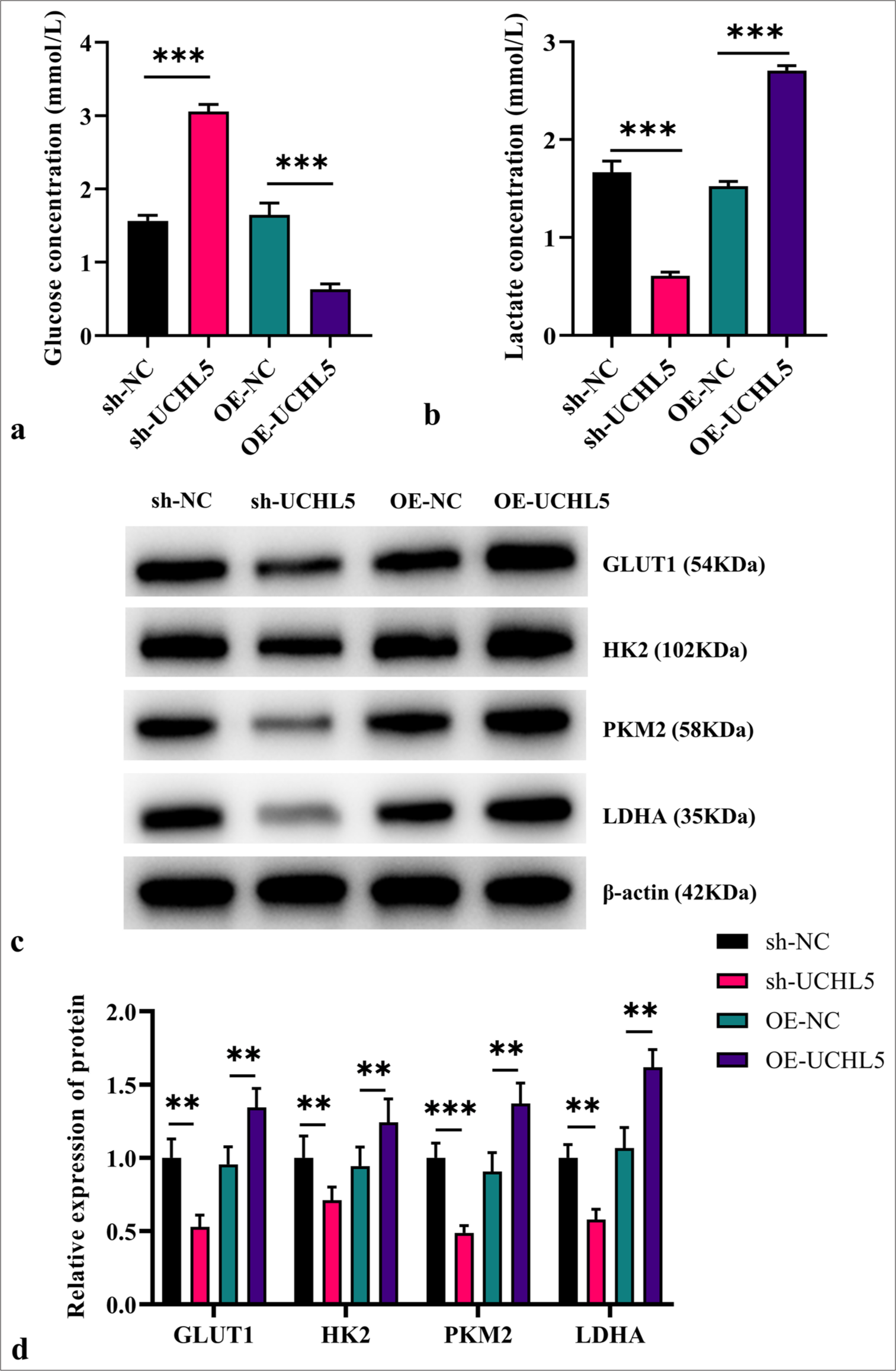 Knockdown of ubiquitin C-terminal hydrolase L5 inhibited glycolysis of renal cell carcinoma cells. (a and b) Glucose and lactate levels were assessed using biochemical test kit. (c and d) Western blot analysis was used to quantify the protein levels of Pyruvate kinase M2, Lactate dehydrogenase A, Glucose transporter 1, and Hexokinase 2 proteins. n = 6; ✶✶P < 0.01, ✶✶✶P < 0.001.