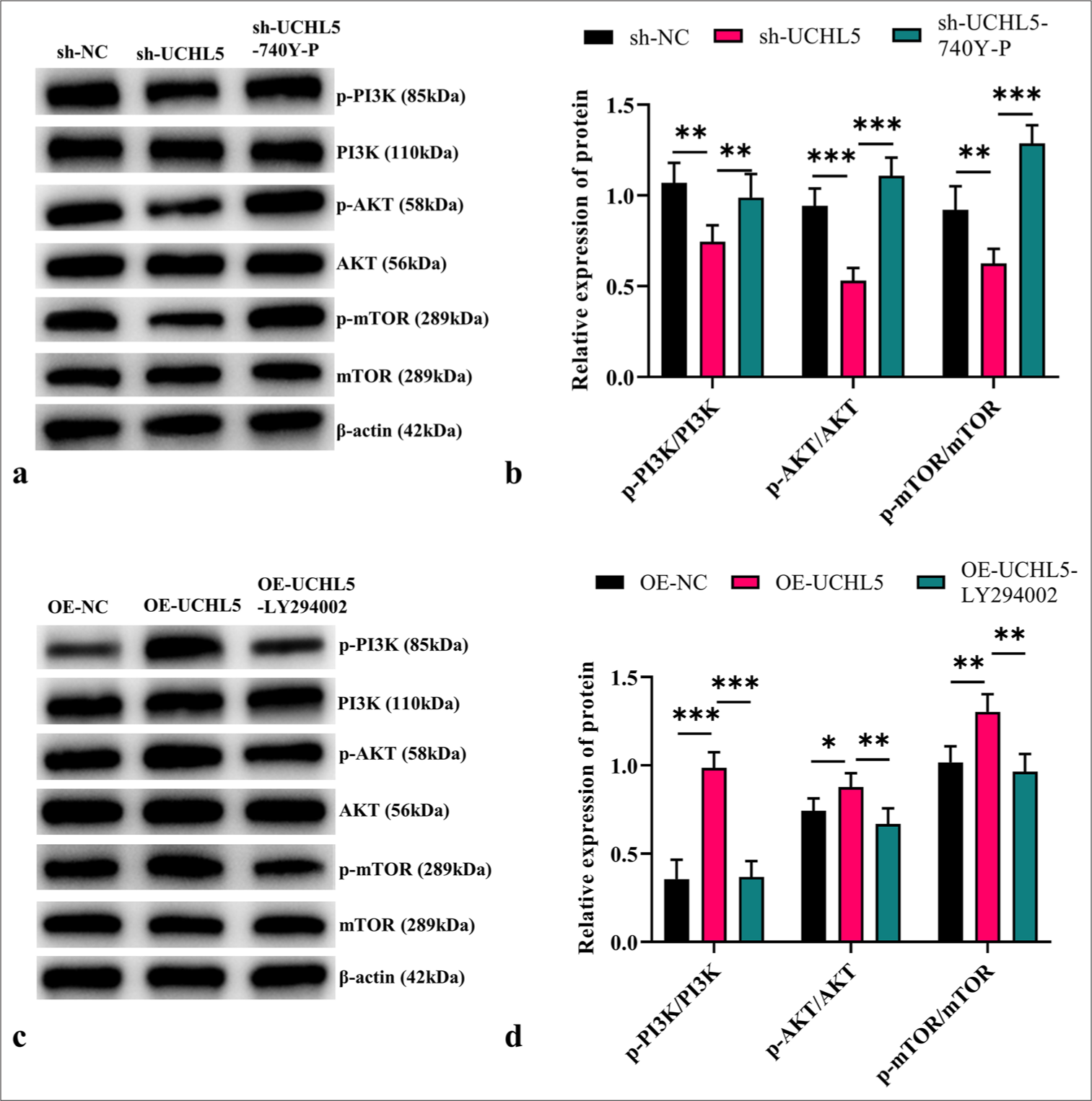 Ubiquitin C-terminal hydrolase L5 (UCHL5) regulated glycolysis through the phosphatidylinositol-3-kinase (PI3K)/Protein kinase B (AKT)/Mammalian target of rapamycin (mTOR) pathway. (a and b) Western blot (WB) analysis was performed to quantify the expression of PI3K/AKT/mTOR pathway-related proteins after UCHL5 knockdown. (c and d) PI3K/AKT/ mTOR pathway related proteins after UCHL5 overexpressed were measured by WB. n = 6; ✶P < 0.05, ✶✶P < 0.01, ✶✶✶P < 0.001.