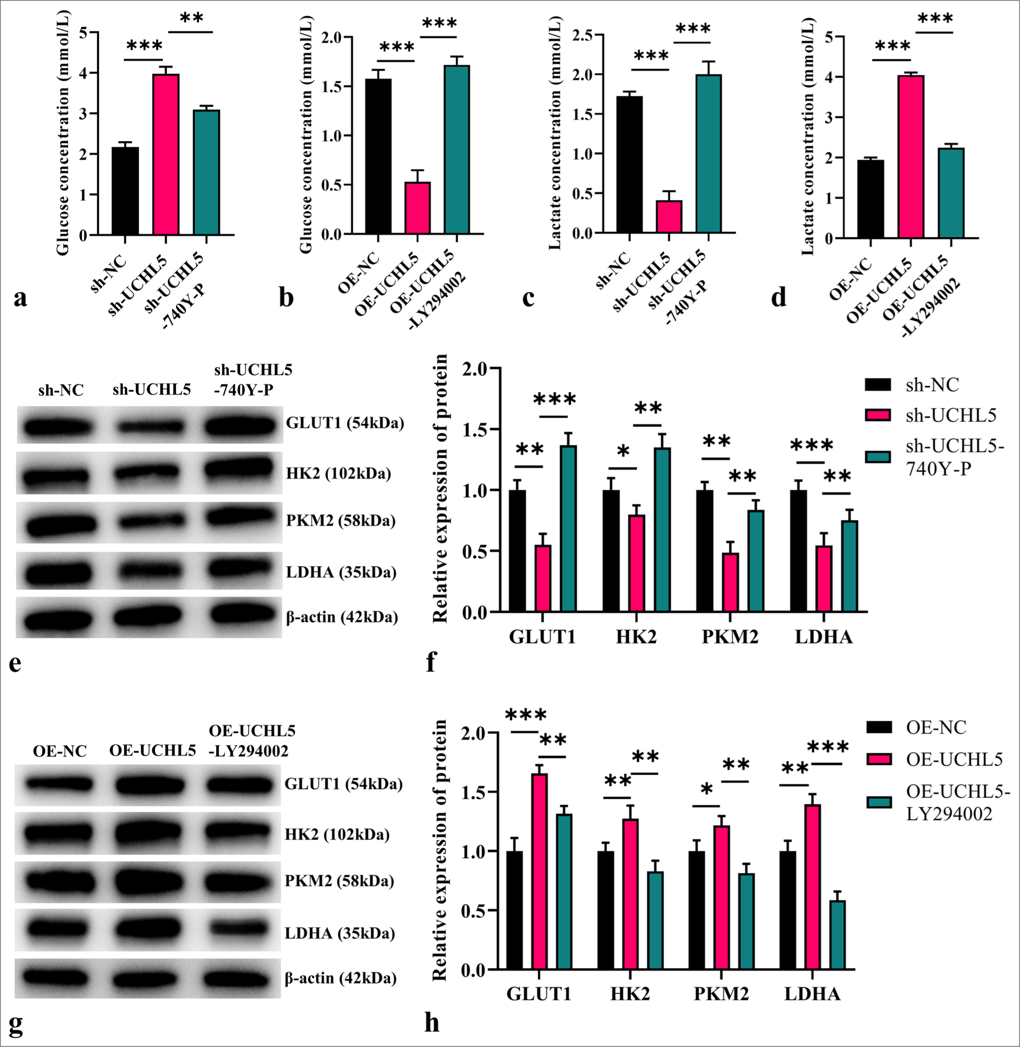 Ubiquitin C-terminal hydrolase L5 regulates glycolysis through the phosphatidylinositol-3-kinase/Protein kinase B/Mammalian target of rapamycin pathway. (a-d) The glucose and lactate concentrations in the culture medium for each group were assessed after adding 740Y-P or LY294002. (e-h) The expression levels of Pyruvate kinase M2, Lactate dehydrogenase A, Glucose transporter 1, and Hexokinase 2 proteins were measured by Western blot. n = 6; ✶P < 0.05, ✶✶P < 0.01, ✶✶✶P < 0.001.