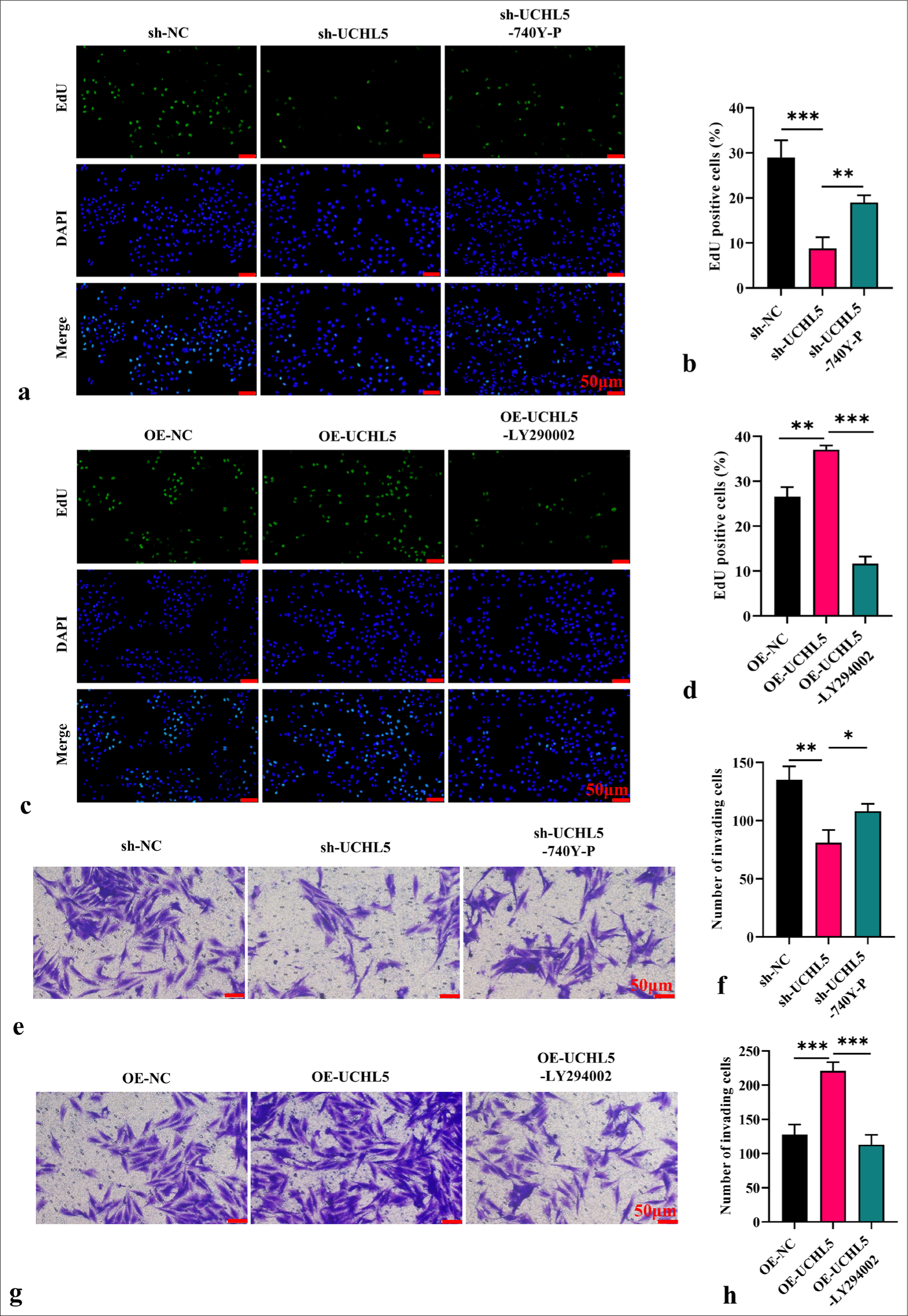 Ubiquitin C-terminal hydrolase L5 promoted the malignancy of renal cell carcinoma cells through phosphatidylinositol-3-kinase/Protein kinase B/Mammalian target of rapamycin pathway. (a-d) Proliferative migration ability was measured by 5-Ethynyl-2'-deoxyuridine assay after adding 740Y-P or LY294002 (scale bar: 50 µm, magnification ×200). (e-h) Invasive activity was measured by Transwell assay after adding 740Y-P or LY294002 (scale bar: 50 µm, magnification ×200). n = 6; ✶P < 0.05, ✶✶P < 0.01, ✶✶✶P < 0.001.