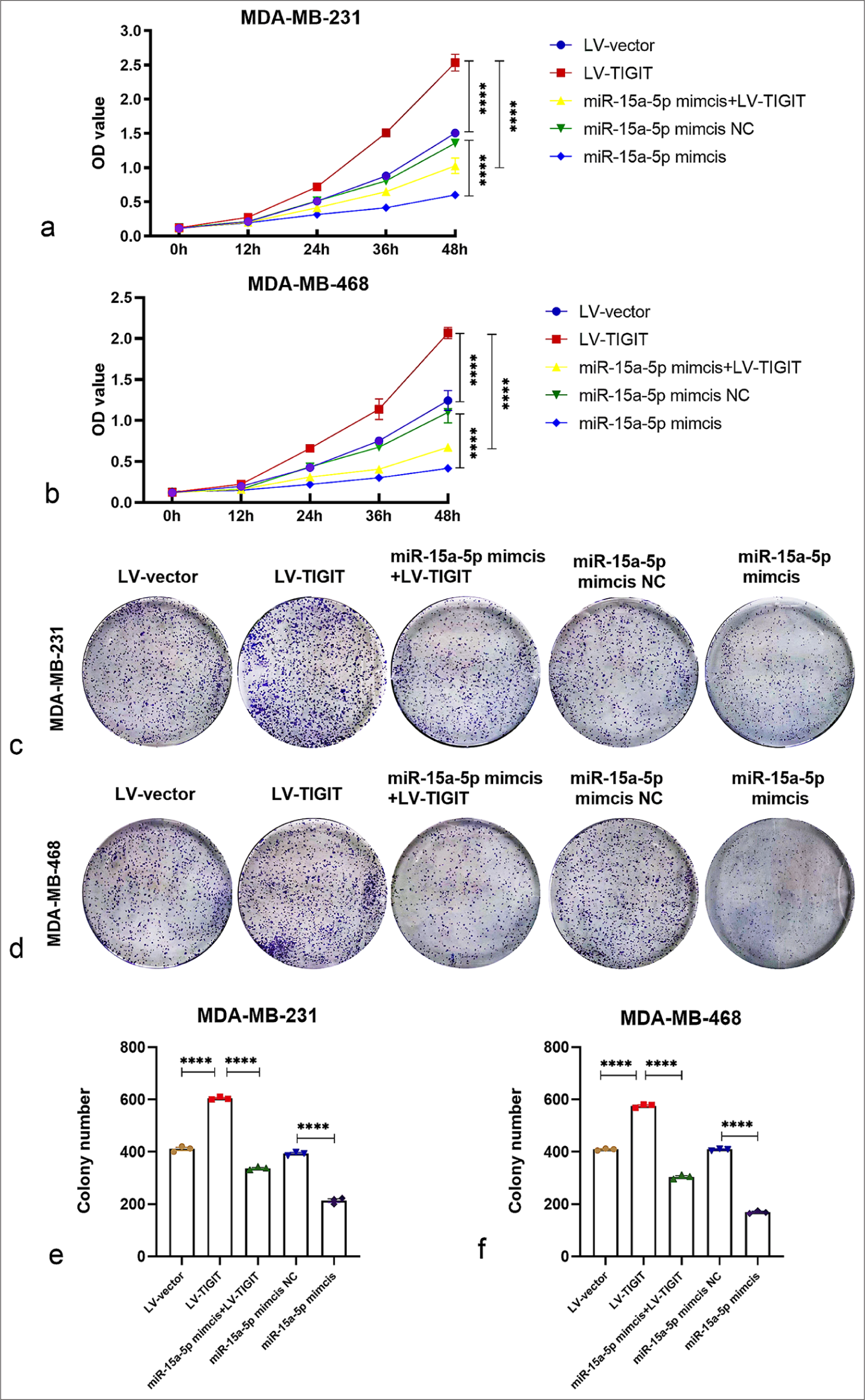 Effect of miR-15a-5p and TIGIT on TNBC cell proliferation and clone formation ability. (a and b) Effect of transfection with LV-vector, LV-TIGIT, miR-15a-5p mimics, NC, or both on MDA-MB-231/468 cell proliferation was systematically evaluated using CCK-8 proliferation analysis. (c-f) Effect of transfection with LV-vector, LV-TIGIT, miR-15a-5p mimics, NC, or both on the clone formation ability of MDA-MB-231 (c and e) and MDA-MB-468 (d and f) cells was evaluated using the colony formation assay. Values are expressed as mean ± SD from three distinct experiments. ✶✶✶✶P <0.0001 compared with the NC-transfected group. TNBC: Triple-negative breast cancer, LV: Lentivirus vector, CCK-8: Cell counting kit-8, NC: Negative control, SD: Standard deviation.