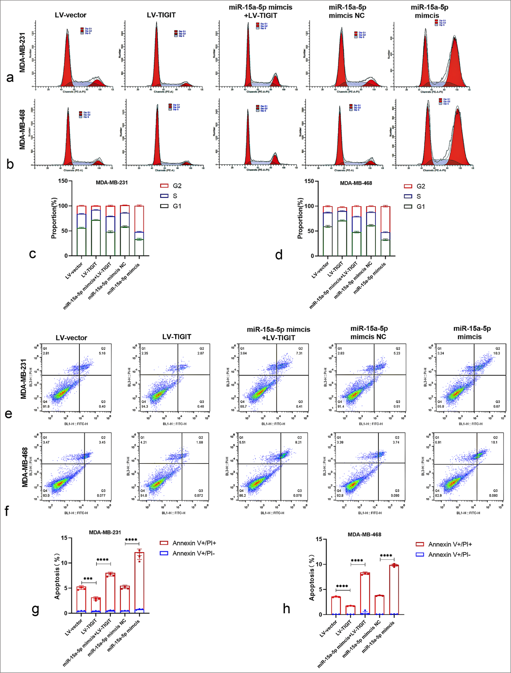 Impacts of miR-15a-5p and TIGIT on TNBC cell cycle and apoptosis. (a-d) Effect of transfection with LV-vector, LV-TIGIT, miR-15a-5p mimics, NC, or both on the cell cycle of MDA-MB-231 (a and c) and MDA-MB-468 (b and d) cells was examined using flow cytometry. (e-h) Effect of transfection with LV-vector, LV-TIGIT, miR-15a-5p mimics, NC, or both on the apoptosis of MDA-MB-231 (e and g) and MDA-MB-468 (f and h) cells was examined using flow cytometry. Values are represented as mean ± SD from three distinct experiments. ✶✶✶P <0.001, ✶✶✶✶P <0.0001 compared with the NC-transfected cells. NC: Negative control, LV: Lentivirus vector, SD: Standard deviation.